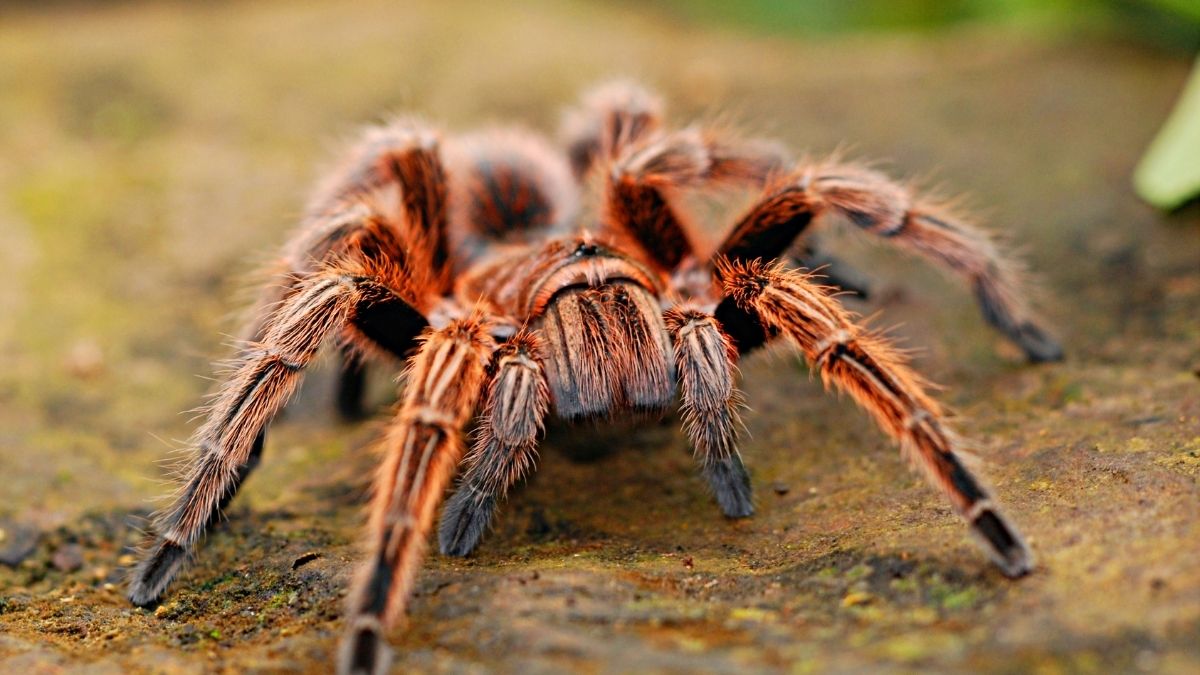 Study says Surprising spider hair discovery may inspire stronger adhesives (2)