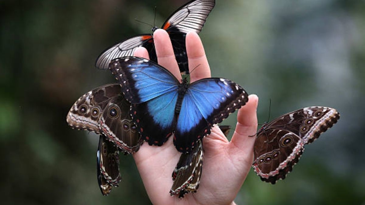 Butterflies have difficulty in adjusting to changing climate: Study Finds