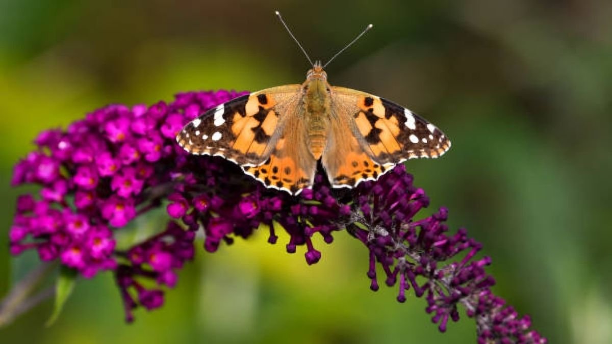 Excess nitrogen puts butterflies at Risk, Study finds