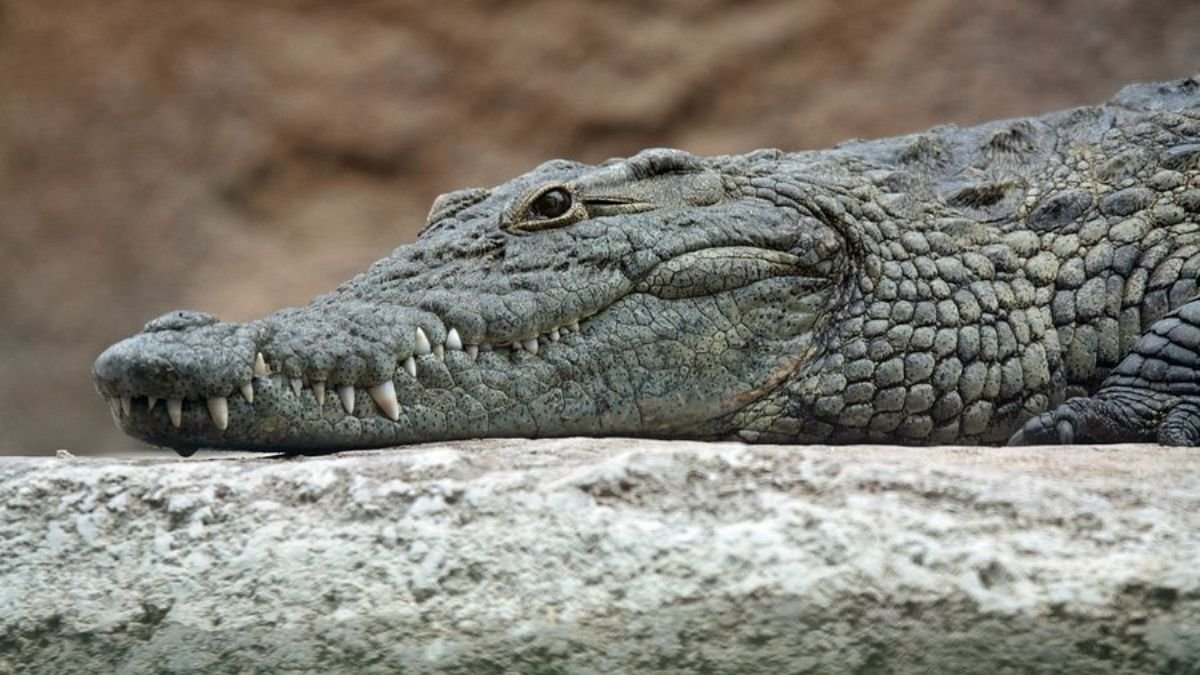 Odisha becomes the only state to have all three species of crocodiles