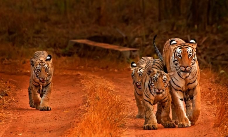 International Tiger Day About 95% of the Tiger Population has Dropped Over Last 150 years