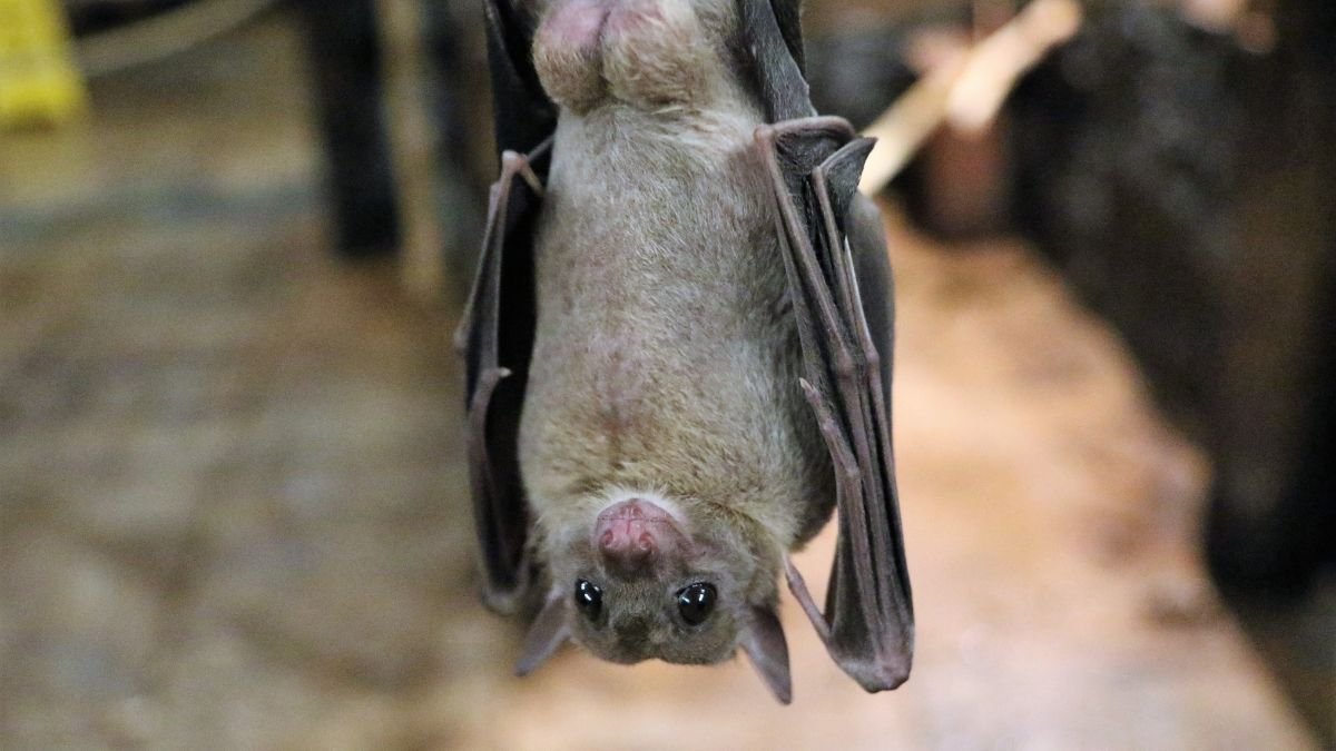 Study finds bats are the kings of small talk