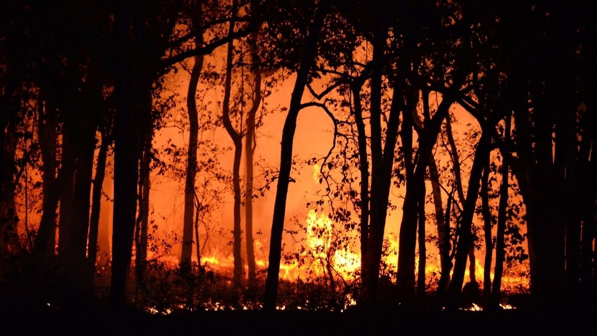 Wildfires are becoming a vicious problem across the globe