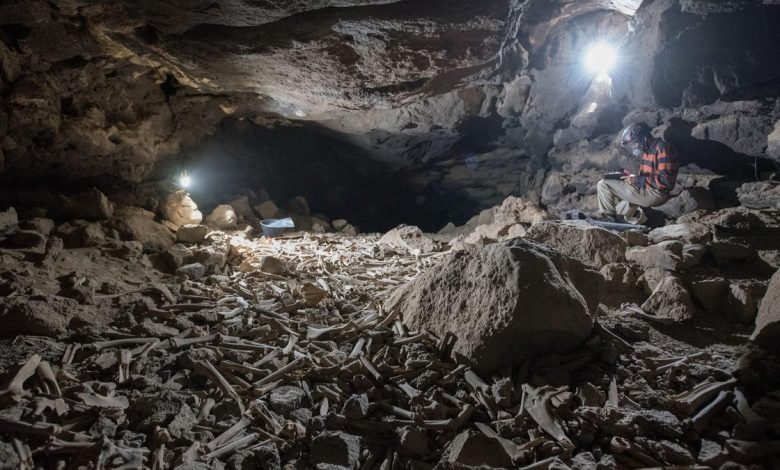 Bed of Bones in Saudi Arabian Cave