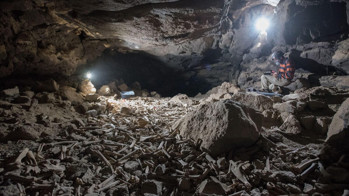 Bed of Bones in Saudi Arabian Cave
