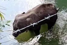 Elephant attacks in Kerala