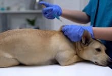 Kashmir no vaccines for pets