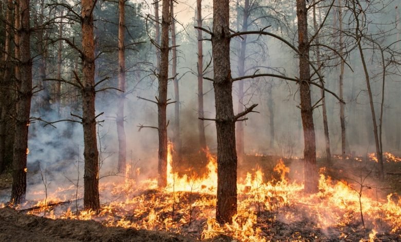 Turkey Wildfires Forest Fires continue to set Turkey ablaze