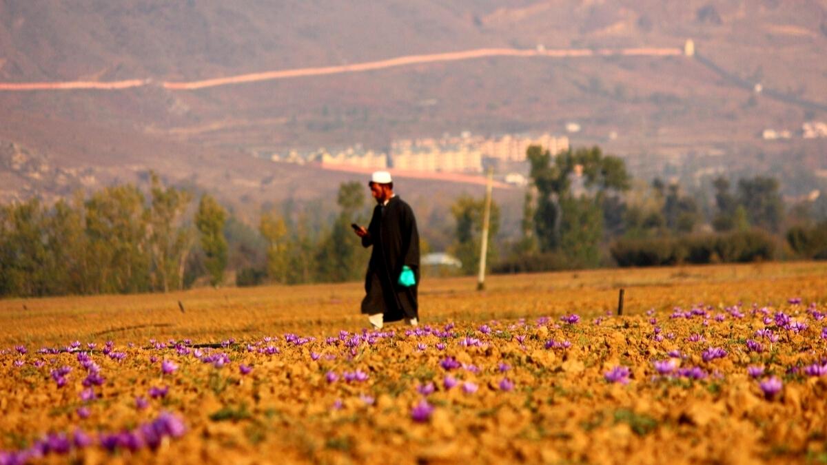 Saffron — The production of the world’s most precious spices is declining