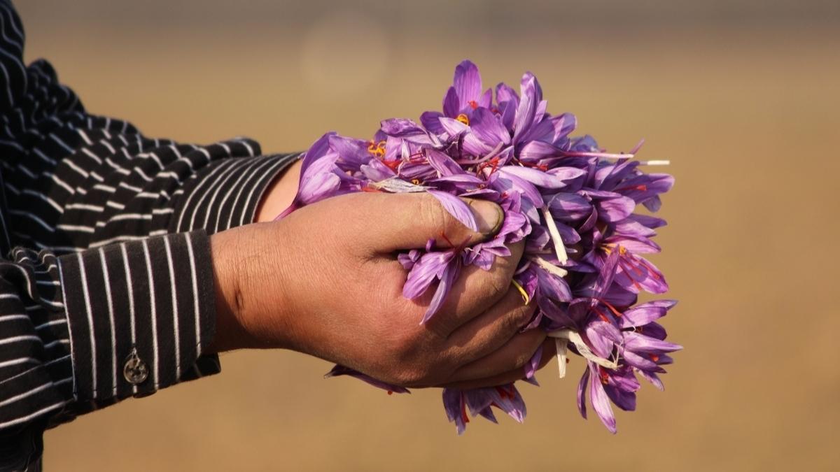 Saffron — The production of the world’s most precious spices is declining