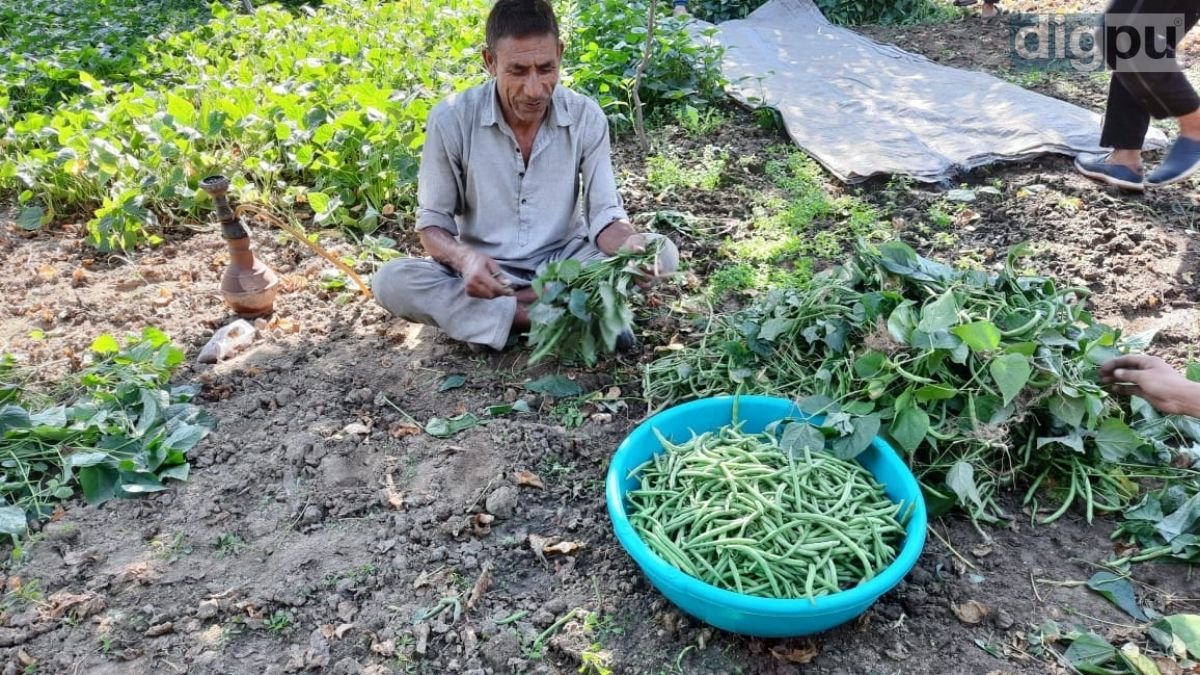 Green beans farmers in J-K see red; second season crop turns less profitable