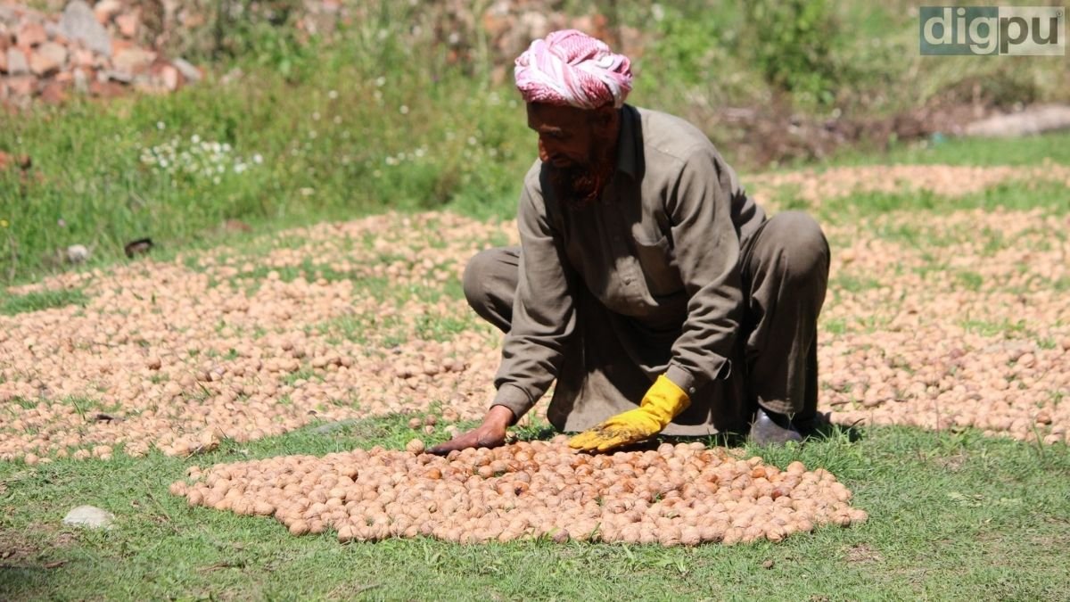 A man drying the walnuts under the sun in a remote village of Pulwama district