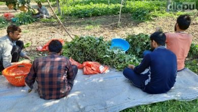 Cultivation of green beans less profitable for second season in J-K