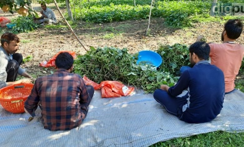 Cultivation of green beans less profitable for second season in J-K