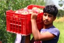 Despite switching to high-density orchards, farmers worried about prices