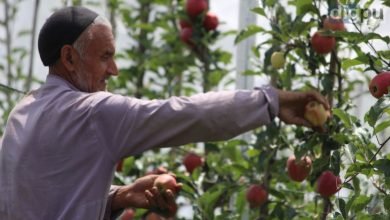 Farmers regaining their grins in Kashmir due to high-density apple cultivation