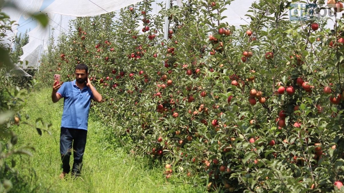 High-density orchards grow in number; Kashmiri apple farmers rue price drop