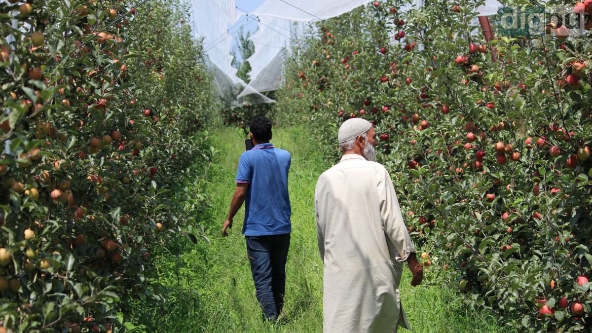 Farmers regaining their grins in Kashmir due to high-density apple cultivation