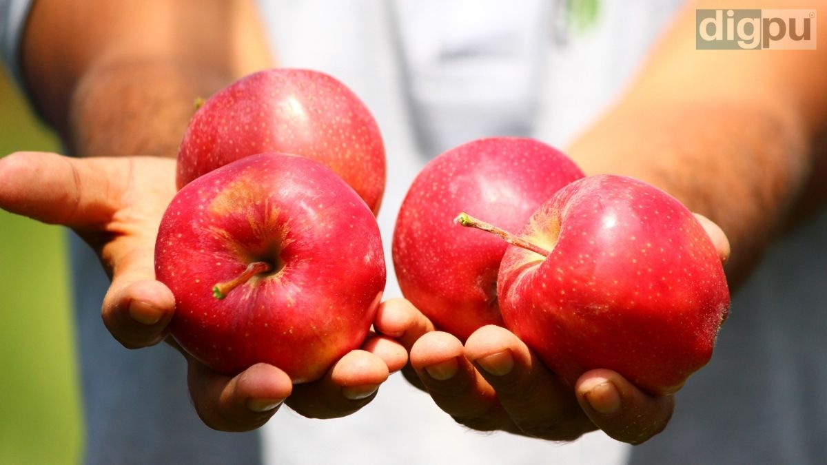 Farmers regaining their grins in Kashmir due to high-density apple cultivation