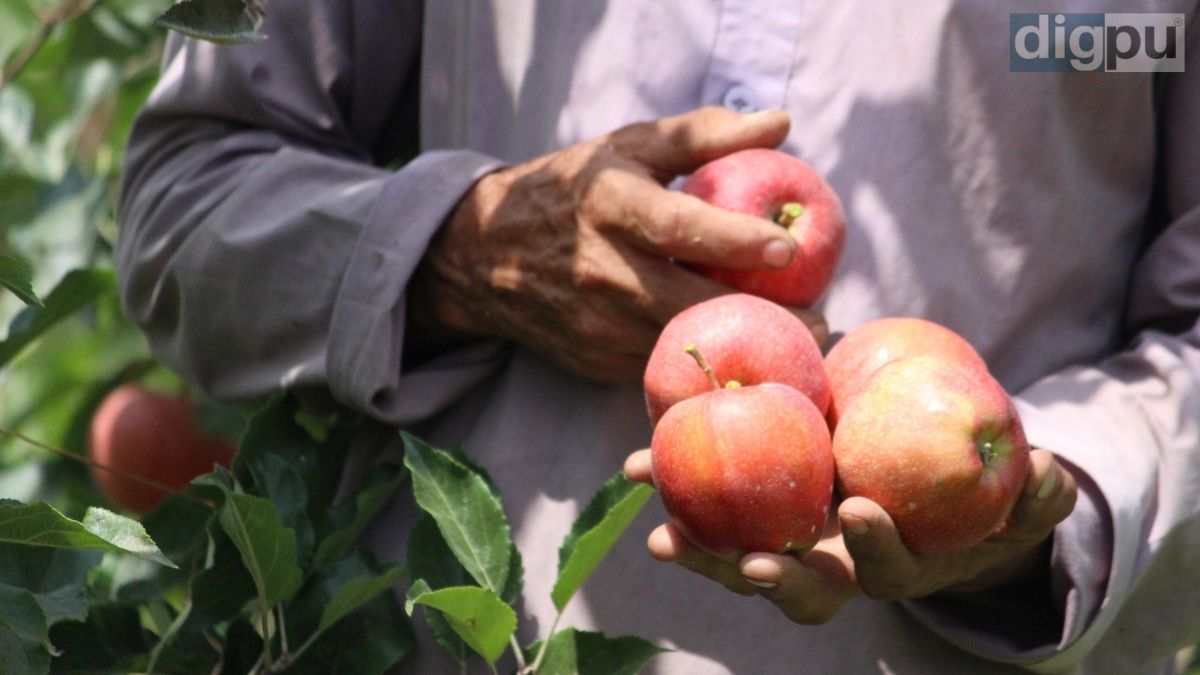 High-density orchards grow in number; Kashmiri apple farmers rue price drop