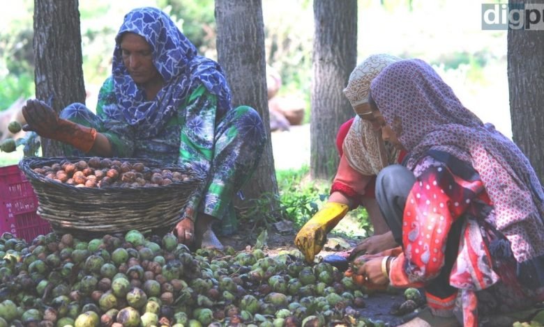 Kashmir's Walnut: Women involved in removing husk (outer green thick layer) from walnuts