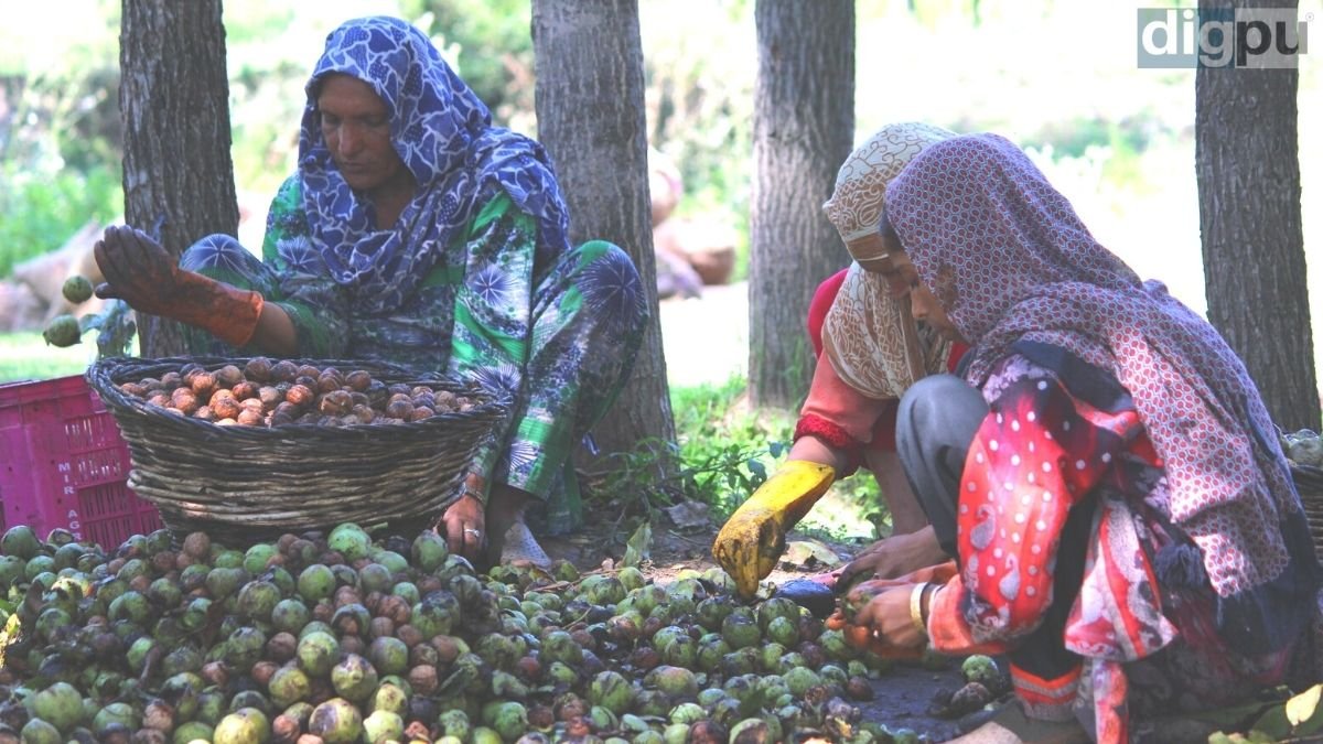 Kashmir's Walnut: Women involved in removing husk (outer green thick layer) from walnuts