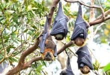 Nipah