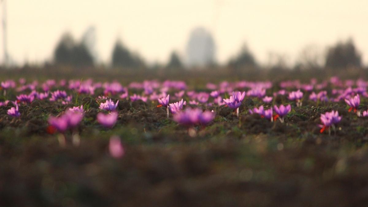 Saffron — The production of the world’s most precious spices is declining