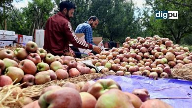 Traditional apple produce is fetching lucrative prices in Kashmir