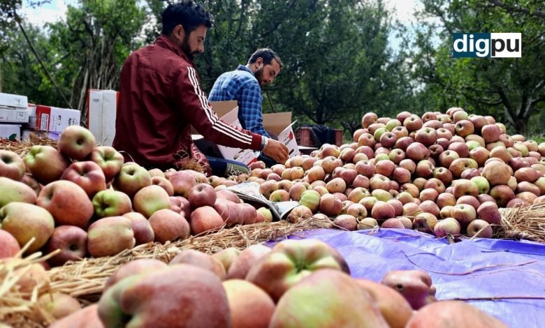 Traditional apple produce is fetching lucrative prices in Kashmir