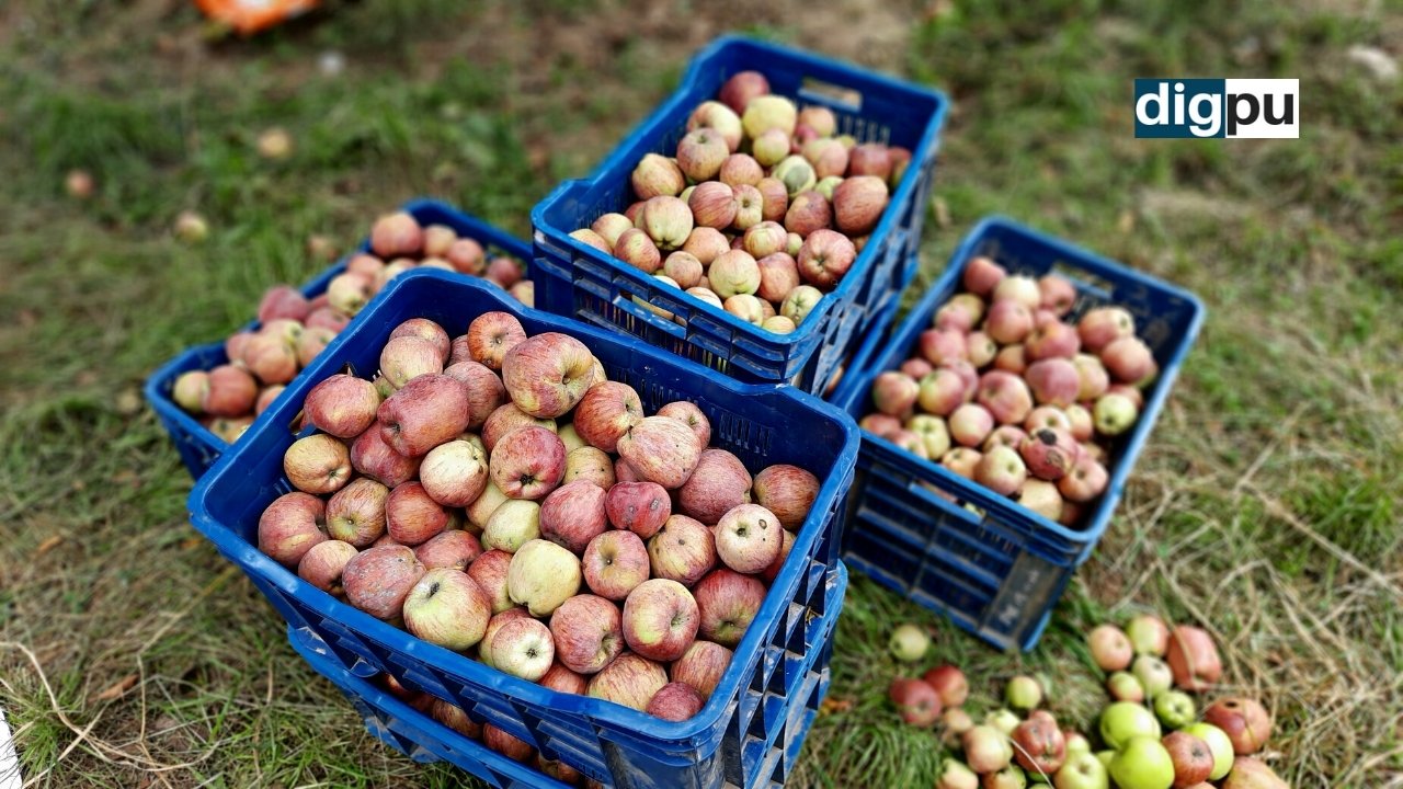 Traditional apple produce is fetching lucrative prices in Kashmir