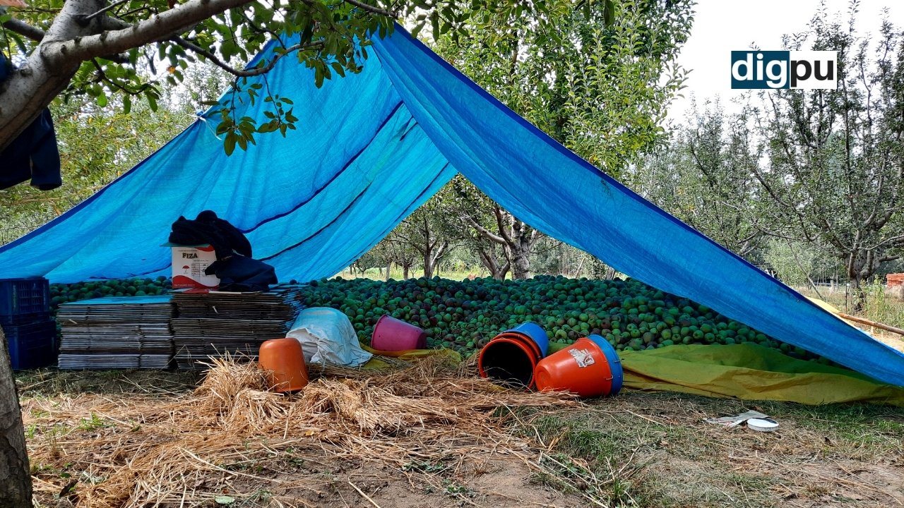 Traditional apple produce is fetching lucrative prices in Kashmir