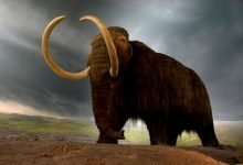 Startup plans to reincarnate the Woolly Mammoth by 2027