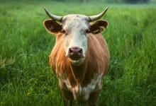dairy farmers