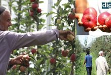 Kashmiri apple harvesting