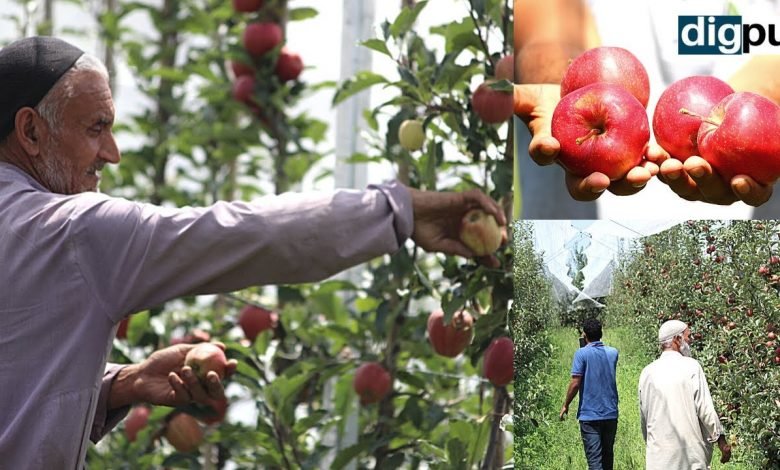 Kashmiri apple harvesting