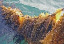 Crisis-hit fishing community foresees silver lining in seaweed farming