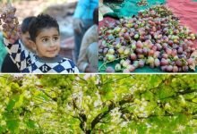 Grape Growers in Kashmir seek government assistance to improve market pricing