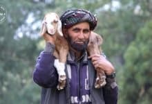 Kashmir valley’s nomad population begins migration to plains