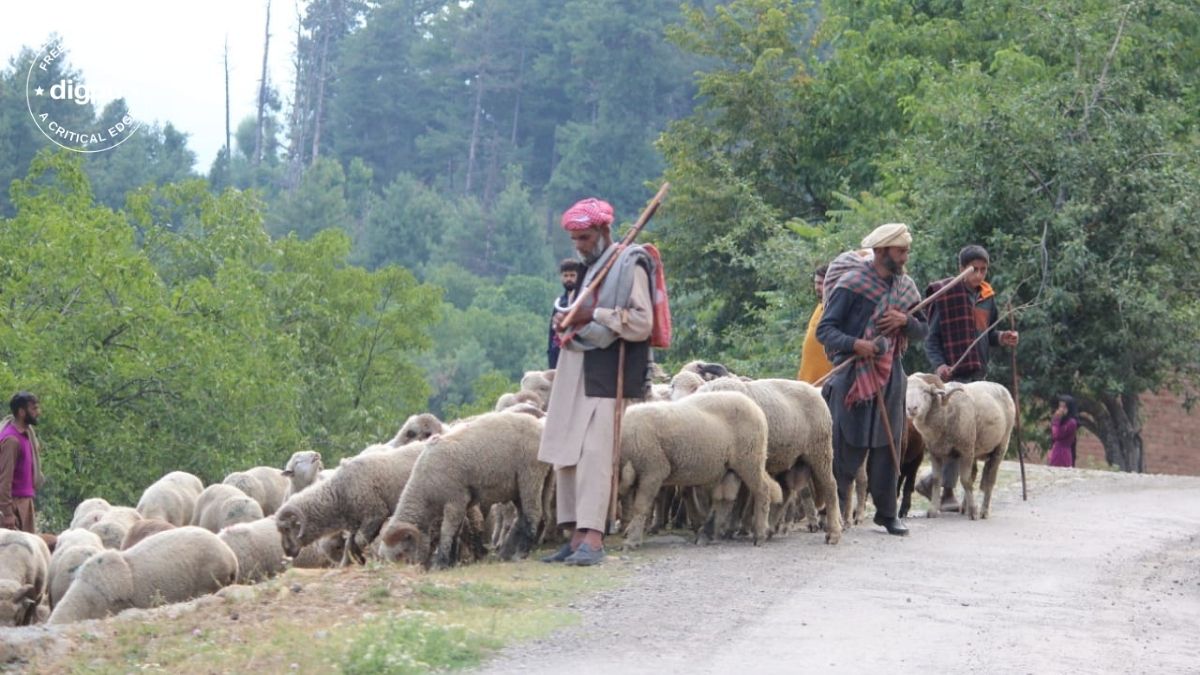 Kashmir valley’s nomad population begins migration to plains