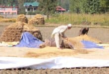 Kashmir valleys agricultural land is shrinking rapidly despite protective laws - Digpu News