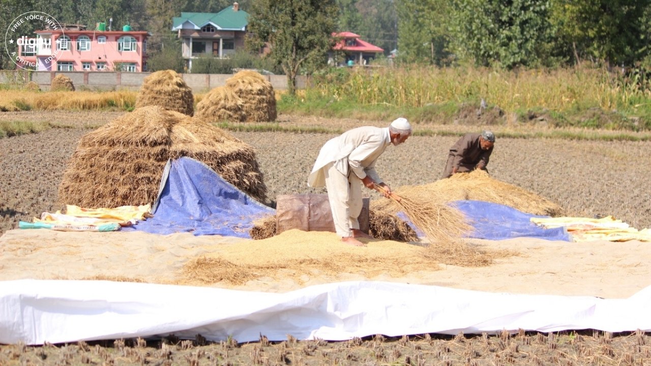 Kashmir valleys agricultural land is shrinking rapidly despite protective laws - Digpu News