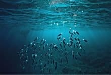 Marine animals hit worst by global warming, mankind can lose its best source of protein, says study - Digpu