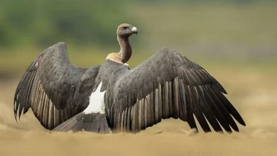 How a pain killer Diclofenac led to the wiping out of 90% of India’s population of vultures