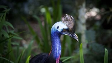 Humans tamed Cassowary, the world's most dangerous bird. History is proof.