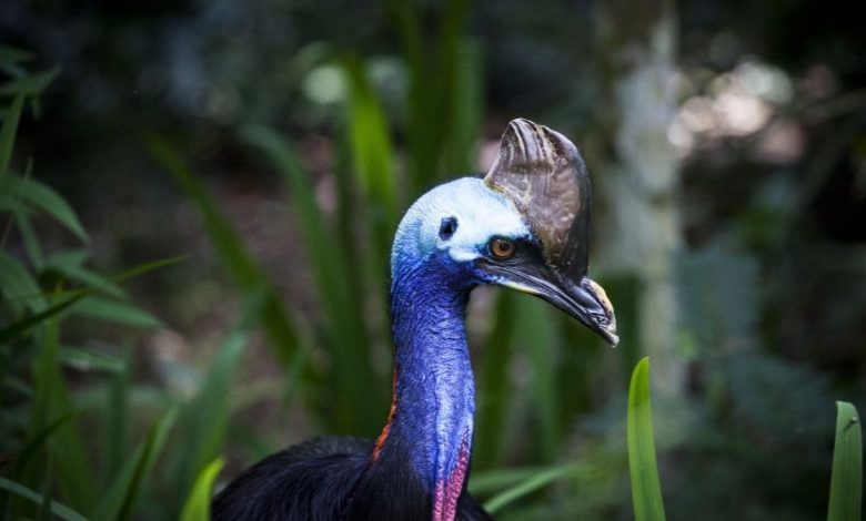 Humans tamed Cassowary, the world's most dangerous bird. History is proof.