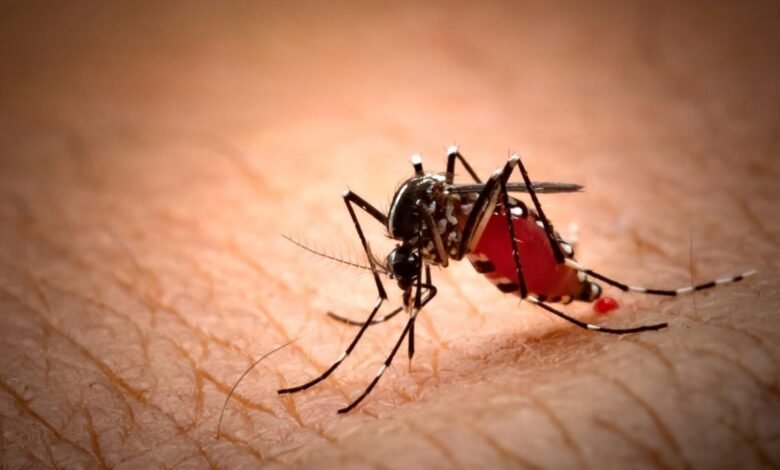 Dengue wreaks havoc in Madhya Pradesh, highest number of afflicted since 2015 - Digpu News