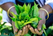 Looming food crisis shatters Sri Lanka’s 100% organic dream