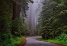 Turning green will improve health and also your fortunes