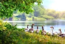 Lakhs of seasonal migratory birds of various species arrive in Kashmir